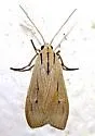 Agaraea semivitrea - Hodges#8256.2