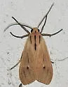 Agaraea semivitrea - Hodges#8256.2 - photo 2
