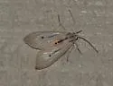 Agaraea semivitrea - Hodges#8256.2 - photo 3
