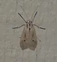 Agaraea semivitrea - Hodges#8256.2 - photo 4