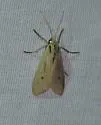 Agaraea semivitrea - Hodges#8256.2 - photo 5