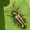 Alligatorweed Flea Beetle