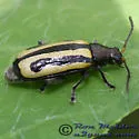 Alligatorweed Flea Beetle - photo 2
