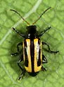 Alligatorweed Flea Beetle - photo 3
