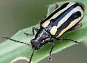 Alligatorweed Flea Beetle - photo 4
