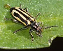 Alligatorweed Flea Beetle - photo 5