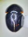 Agathidium conjunctum