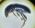 Agathidium conjunctum - photo 3