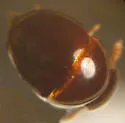 Agathidium depressum