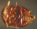 Agathidium depressum - photo 2