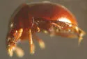 Agathidium depressum - photo 3