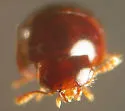 Agathidium depressum - photo 4