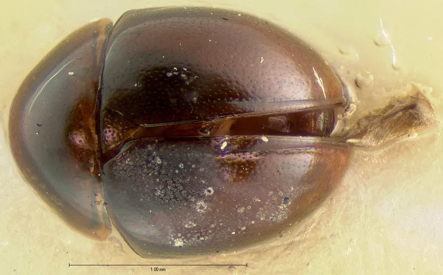 Agathidium difforme - photo 2