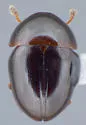 Agathidium dubitans