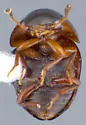 Agathidium dubitans - photo 2