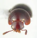 Agathidium exiguum - photo 3
