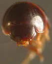 Agathidium fawcettae - photo 3