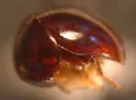Agathidium fawcettae - photo 4