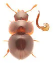 Agathidium fawcettae - photo 5
