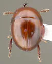 Agathidium hamulum
