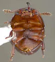 Agathidium hamulum - photo 2