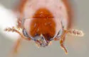 Agathidium hamulum - photo 4