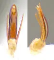 Agathidium hamulum - photo 5