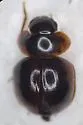 Agathidium hatchi