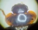 Agathidium hatchi - photo 3