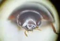 Agathidium hatchi - photo 4