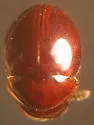 Agathidium mollinum
