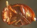 Agathidium mollinum - photo 2