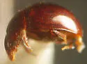 Agathidium mollinum - photo 3