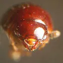 Agathidium mollinum - photo 4