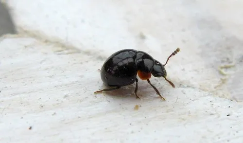 Agathidium nigrinum