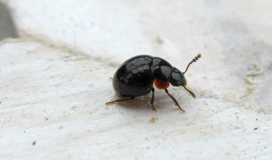 Agathidium nigrinum - photo 3