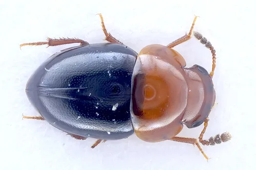 Agathidium nigripenne