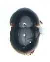 Agathidium oniscoides - Agathidium oniscoides