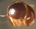 Agathidium oniscoides - photo 3