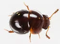 Agathidium oniscoides - photo 4