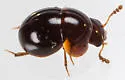 Agathidium oniscoides - photo 5