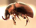 Agathidium pulchrum