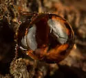 Agathidium pulchrum - photo 4
