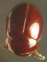 Agathidium repentinum - Agathidium repentinum