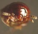 Agathidium repentinum - photo 4