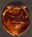 Agathidium rubellum - photo 2