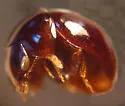 Agathidium rubellum - photo 3
