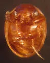 Agathidium rusticum - photo 2