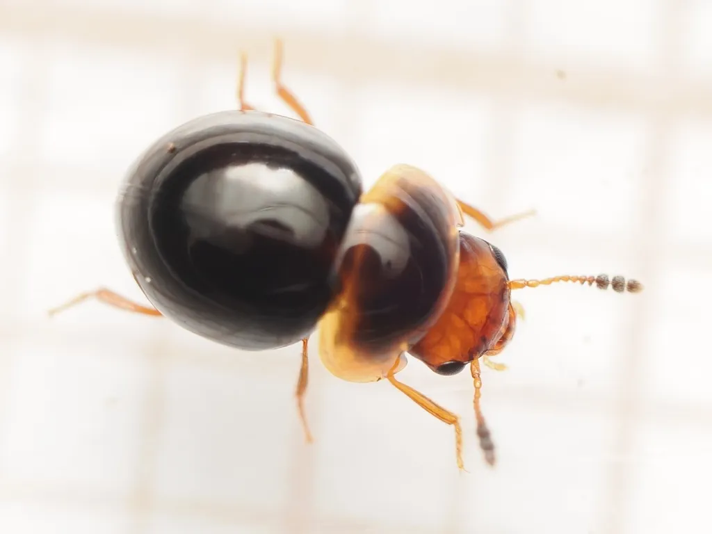 Agathidium varians - photo 2