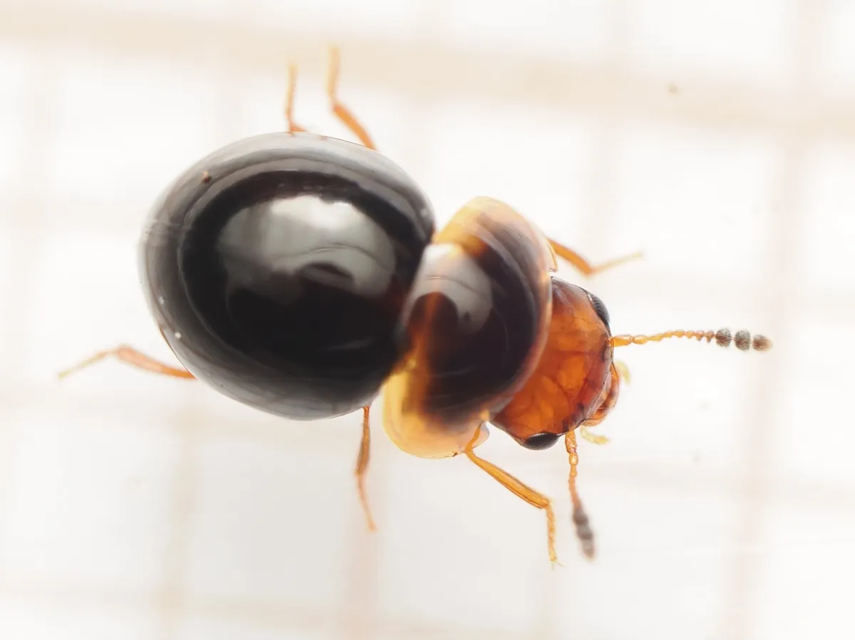Agathidium varians - photo 3
